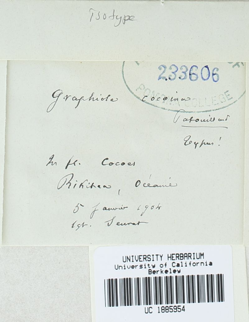 Graphiola cocoina image