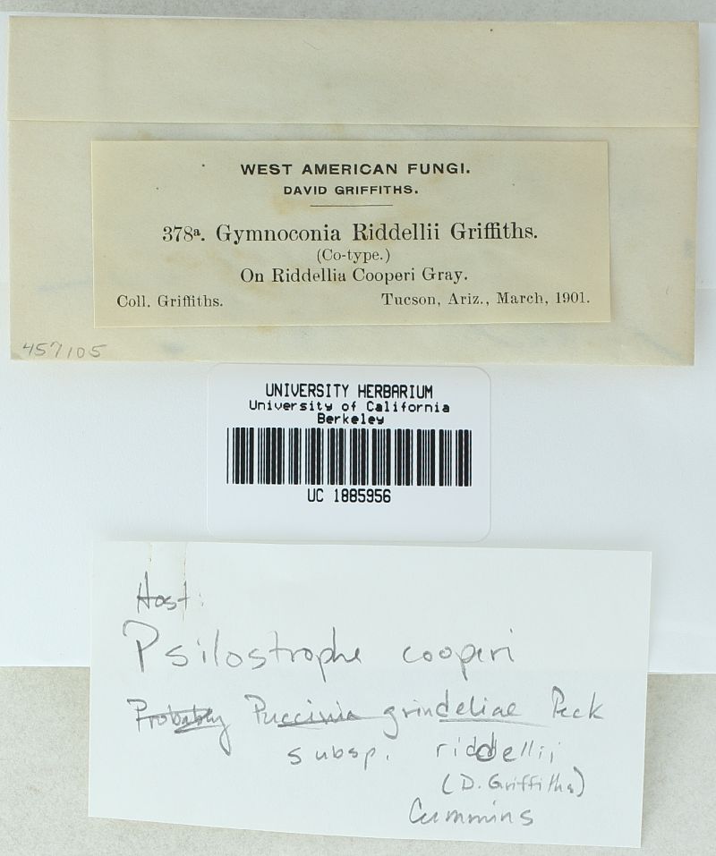 Gymnoconia riddelliae image