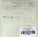 Phellinus gilvus image
