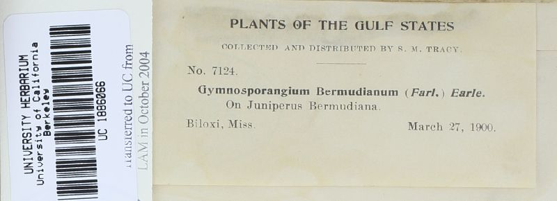Gymnosporangium bermudianum image