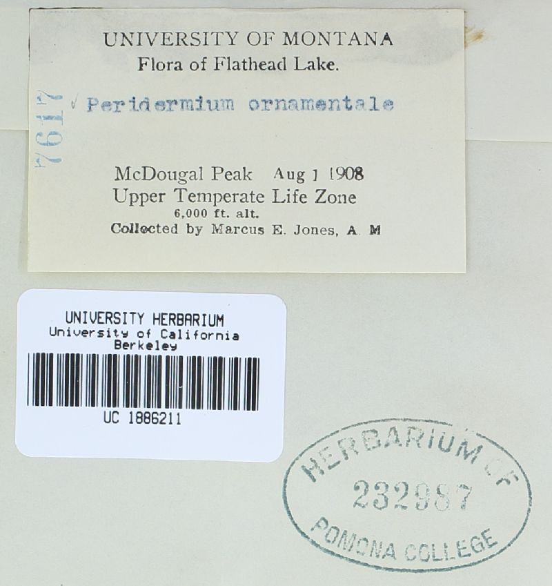 Peridermium ornamentale image