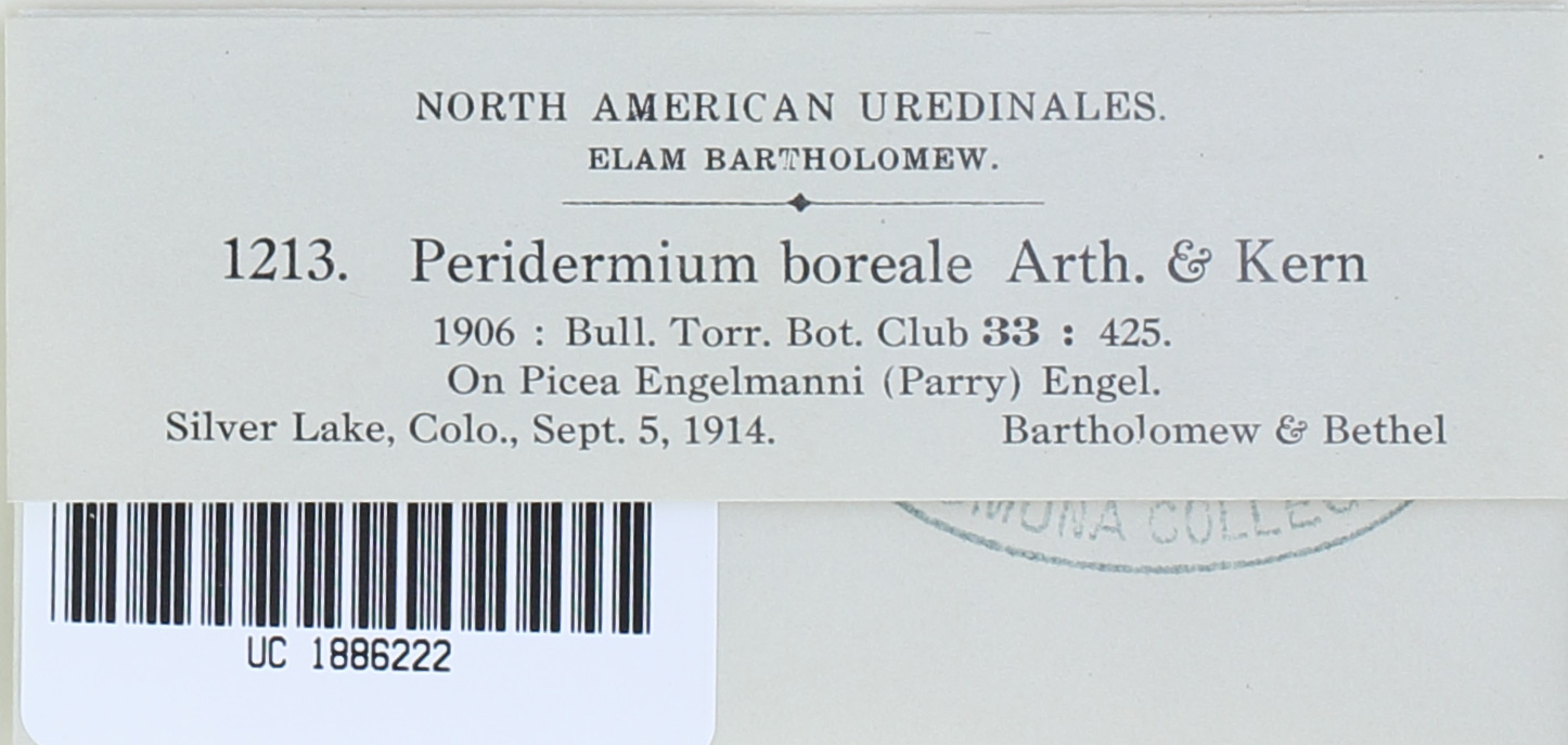 Peridermium boreale image