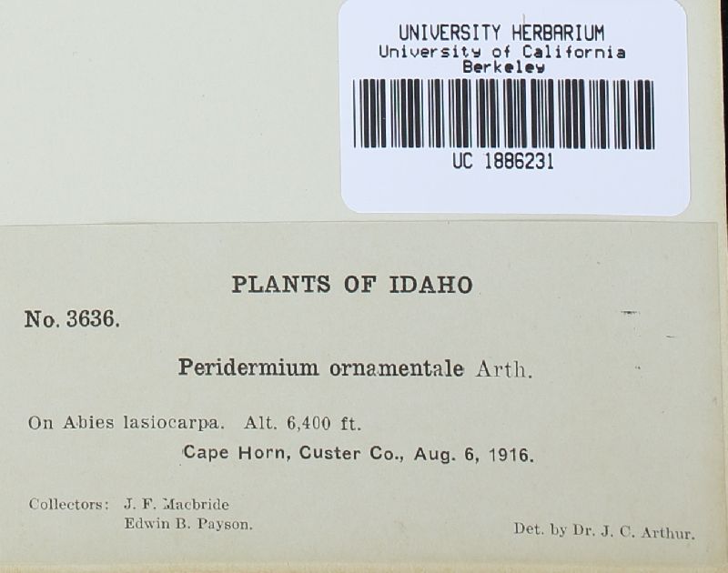 Peridermium ornamentale image