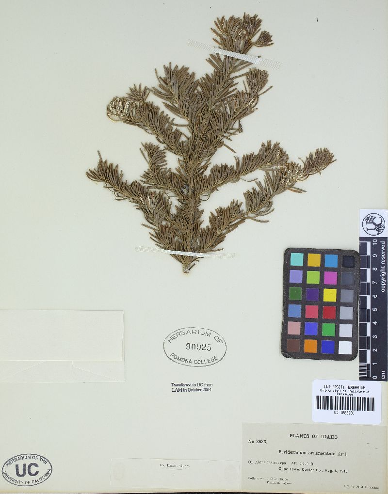 Peridermium ornamentale image