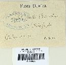 Typhula pusilla image
