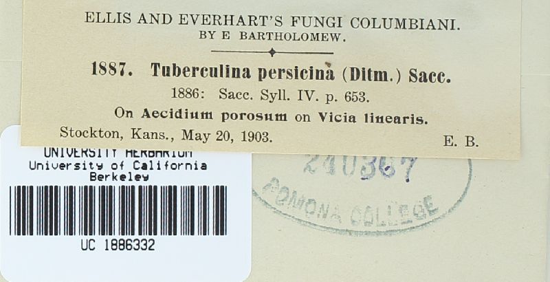 Tuberculina persicina image