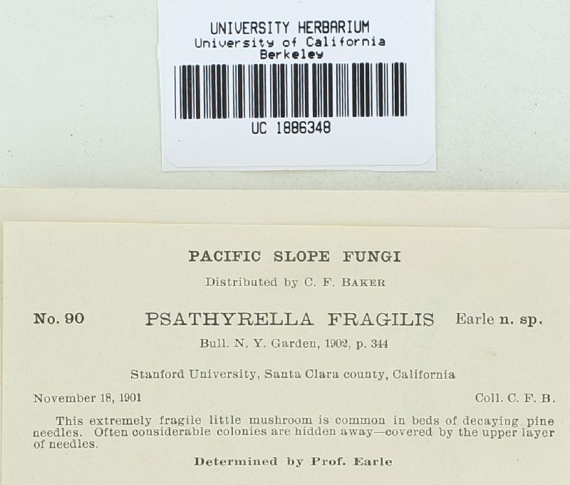 Psathyrella fragilis image