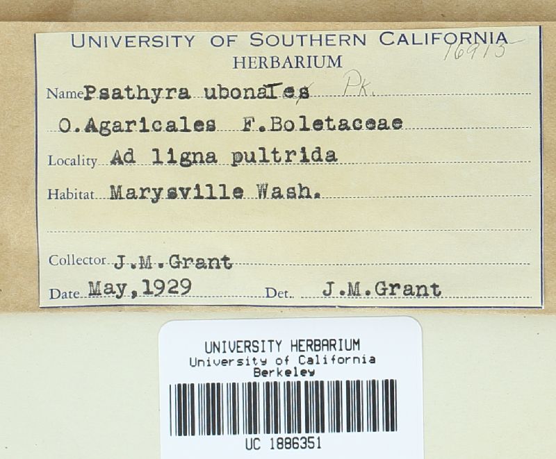 Psathyrella umbonata image