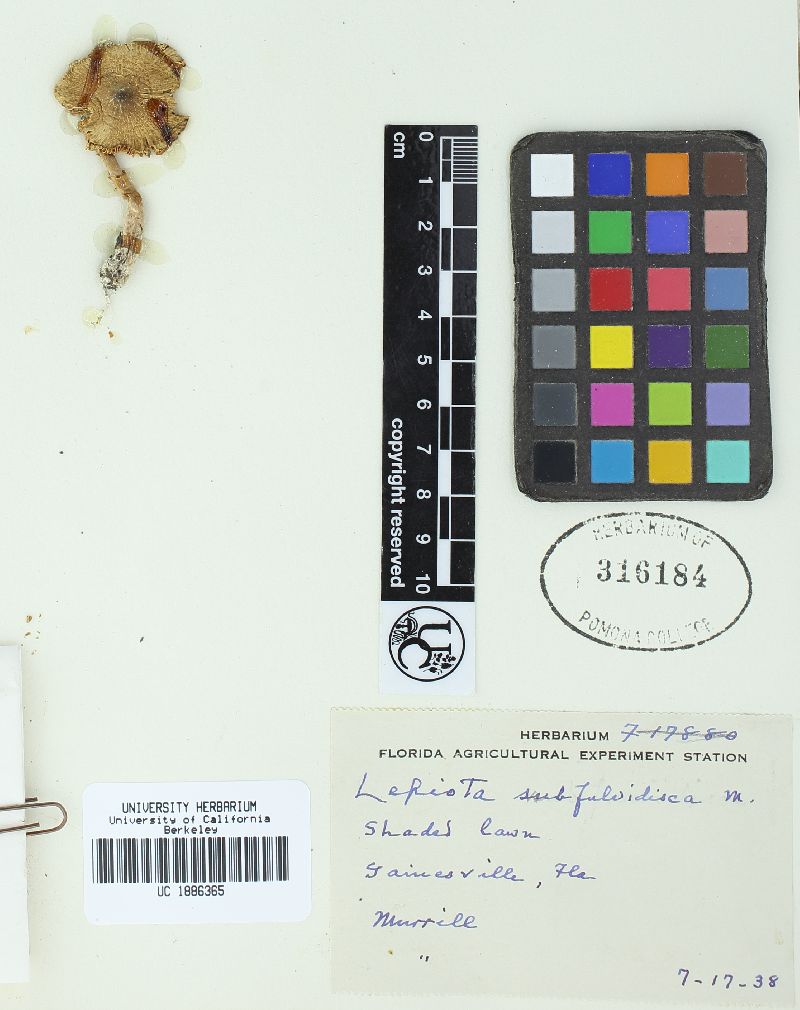 Chlorophyllum subfulvidiscum image