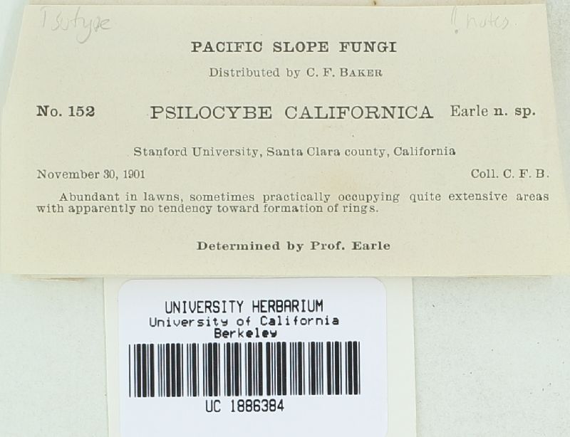 Psilocybe californica image