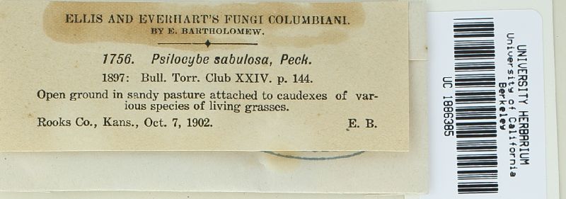 Psilocybe sabulosa image