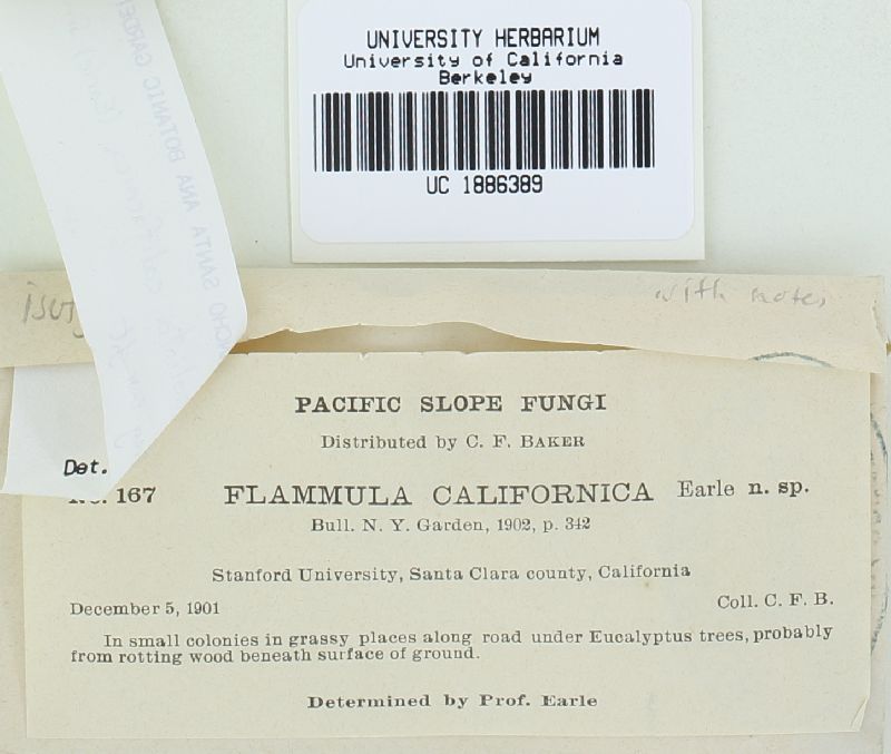Flammula image