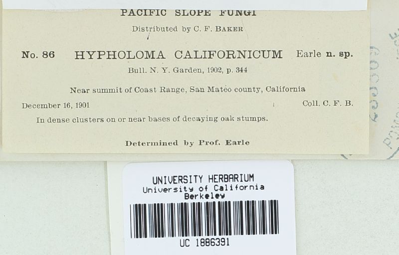 Hypholoma californicum image