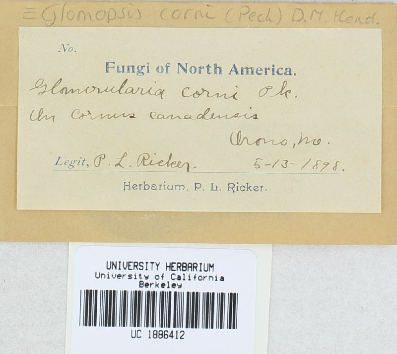 Glomopsis corni image