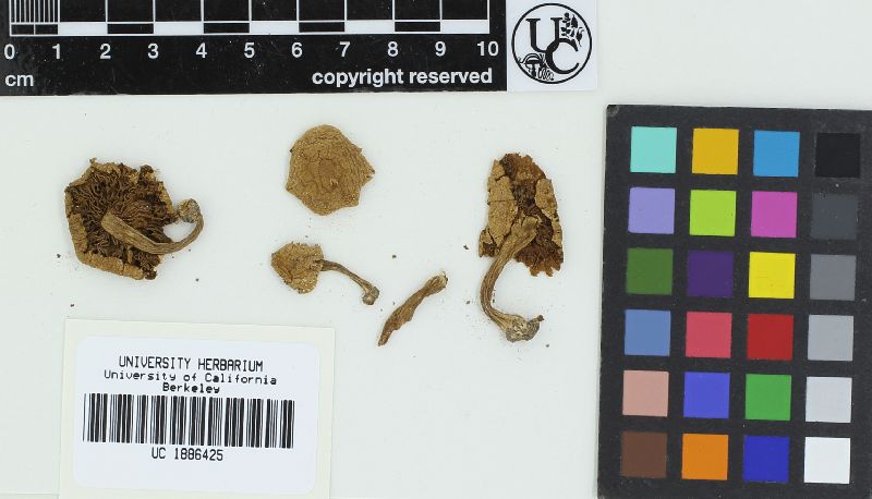 Naucoria coloradensis image