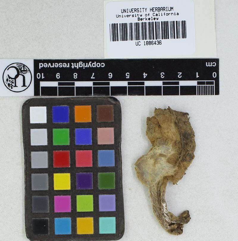 Hebeloma sericipes image
