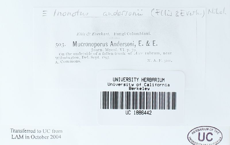 Inonotus andersonii image
