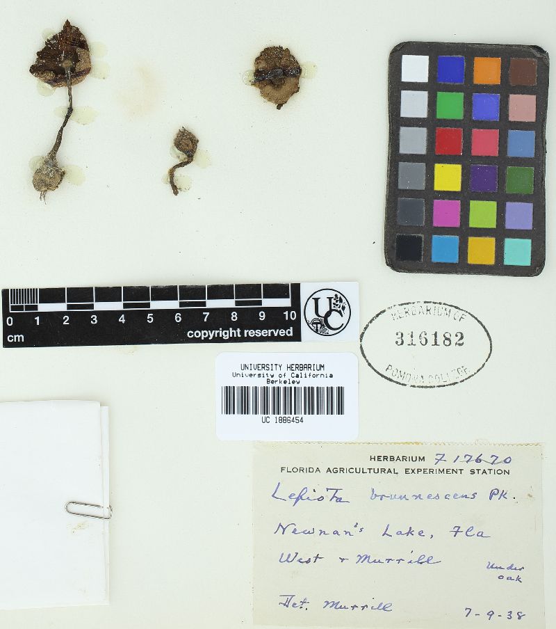 Leucocoprinus brunnescens image