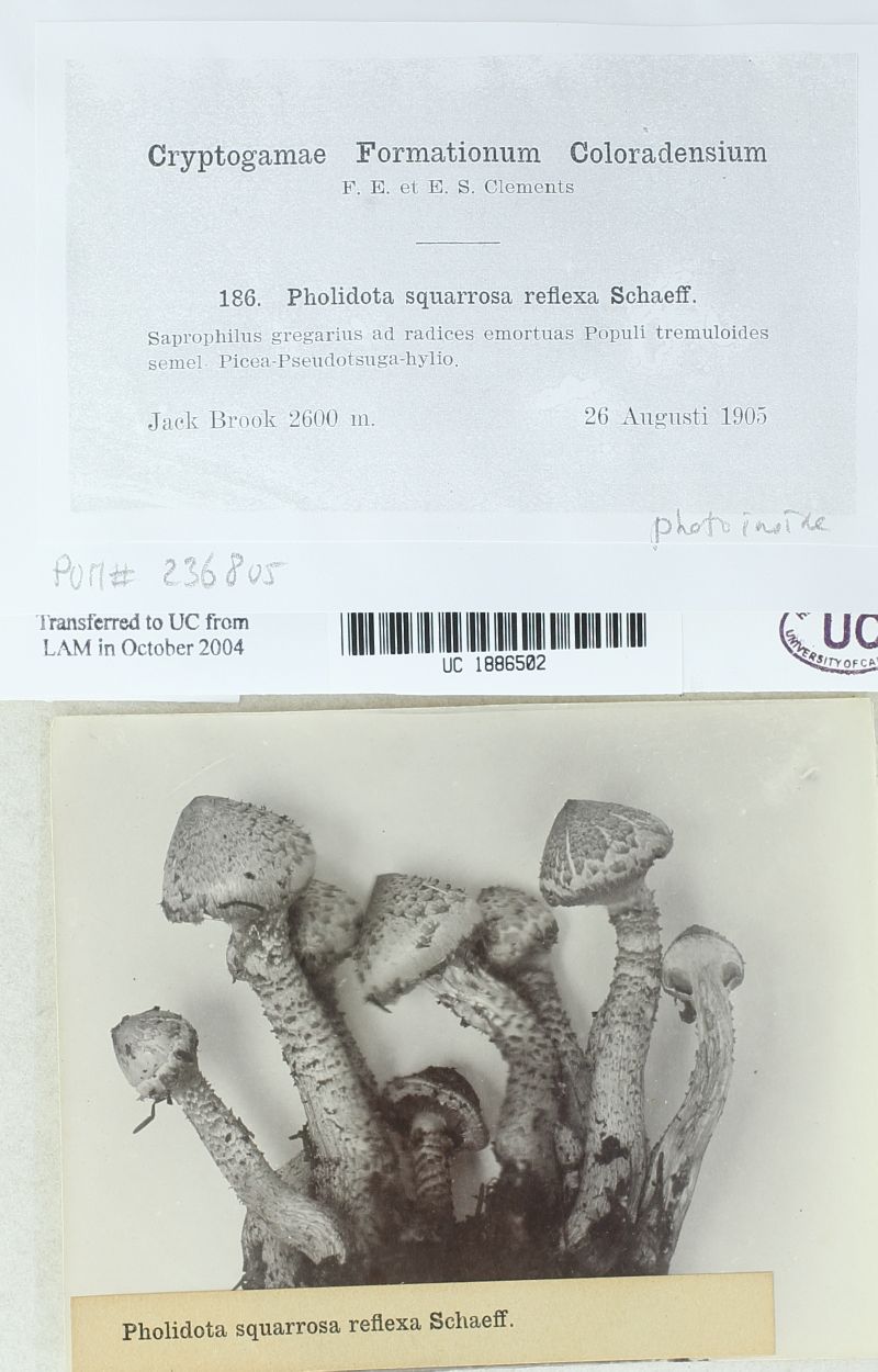 Pholiota squarrosa var. reflexa image