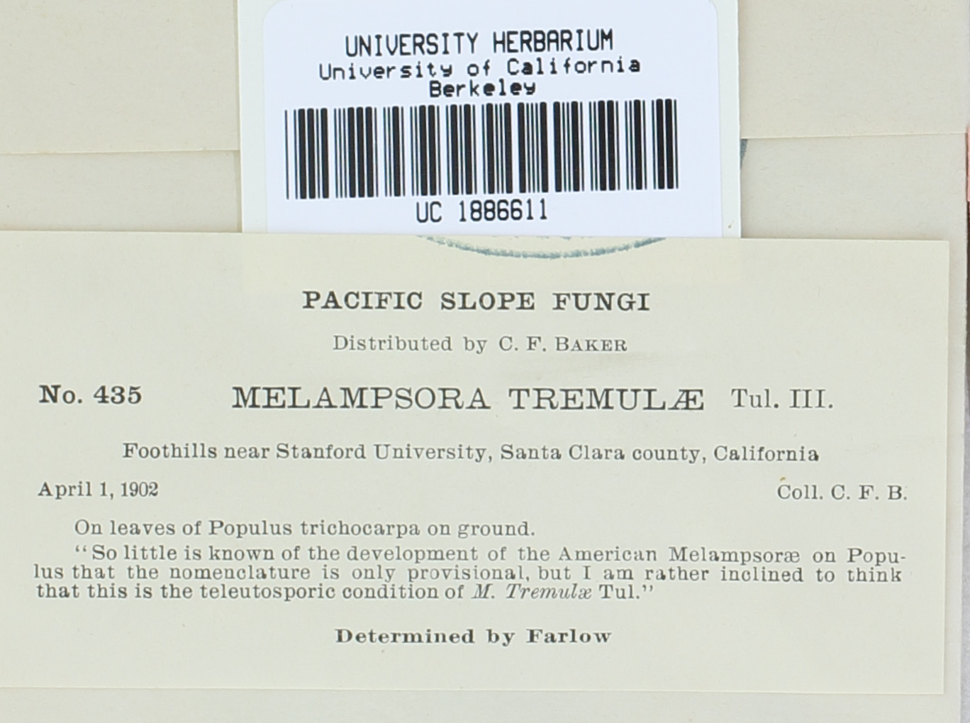 Melampsora populnea image