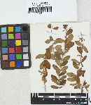 Melampsora hypericorum image