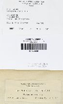 Melampsora lini image