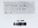 Melampsora lini image