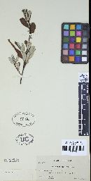 Melampsora bigelowii image