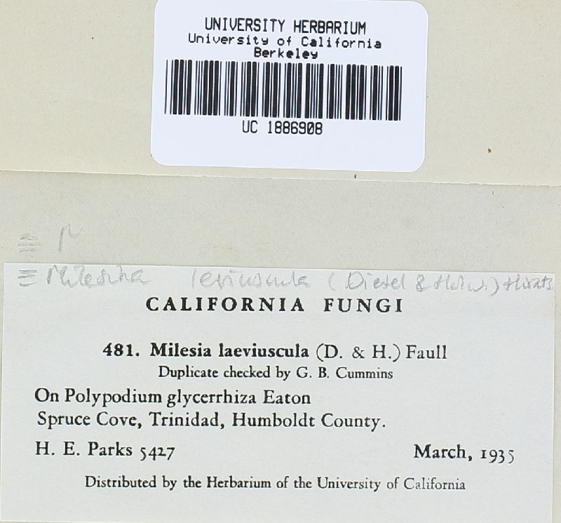 Milesina leviuscula image