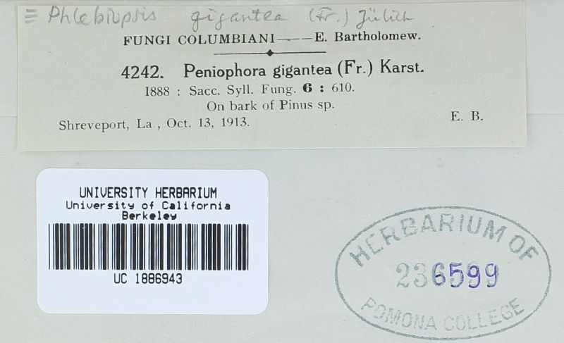 Phlebiopsis gigantea image