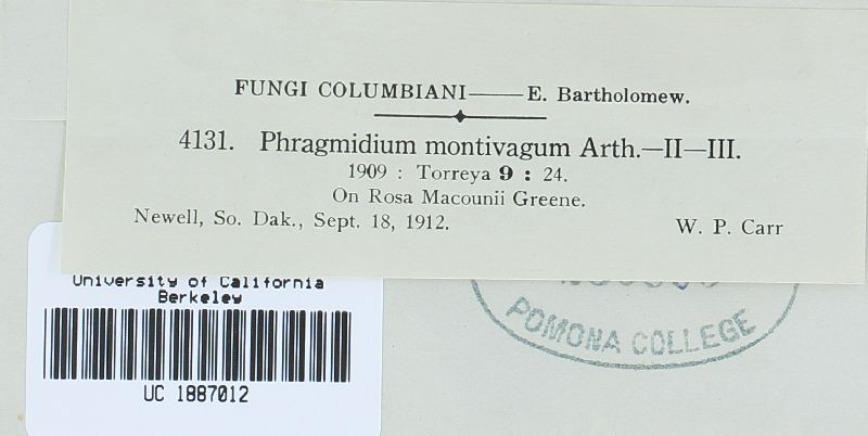 Phragmidium montivagum image