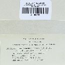 Phragmidium occidentale image
