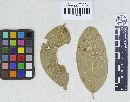 Phylloporia parasitica image