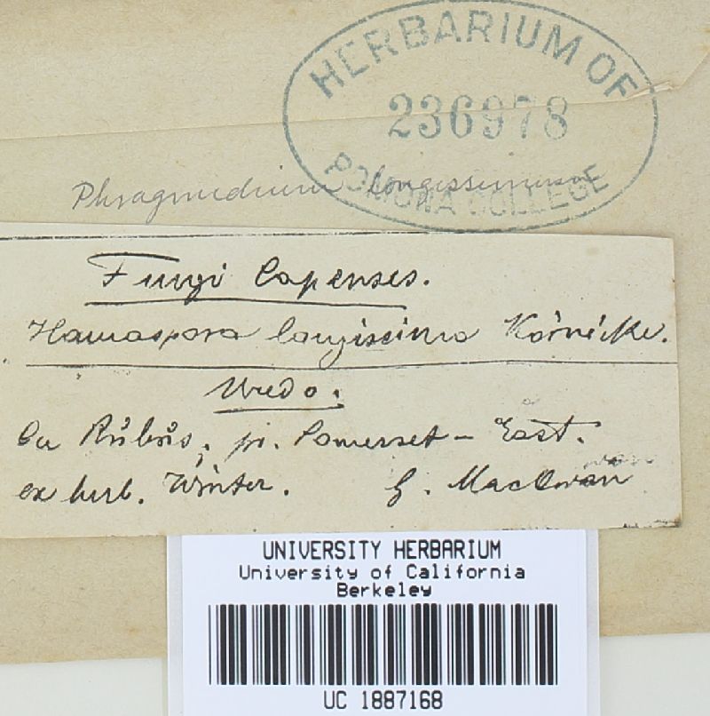 Hamaspora longissima image