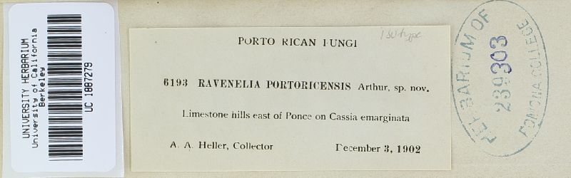 Ravenelia portoricensis image