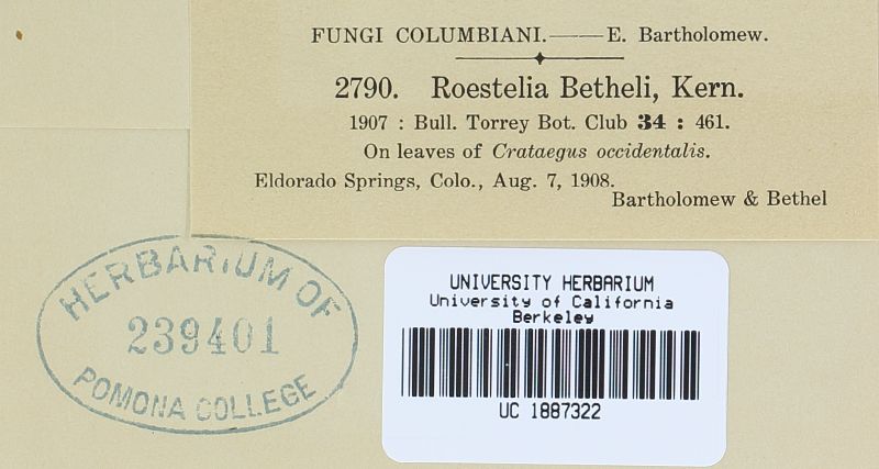 Roestelia bethelii image