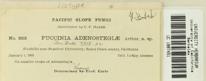 Puccinia adenostegiae image