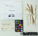 Puccinia coronata image