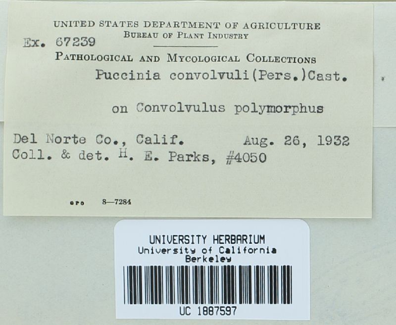 Puccinia convolvuli image
