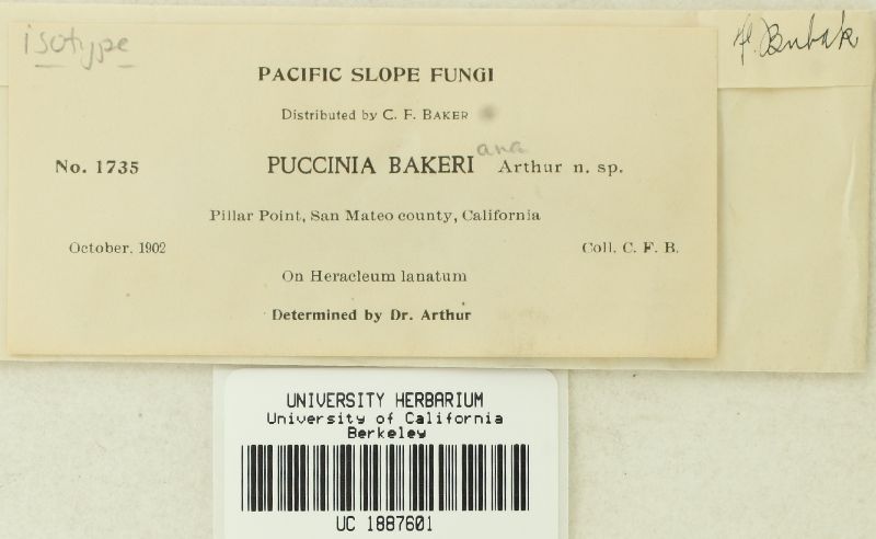 Puccinia bakeriana image