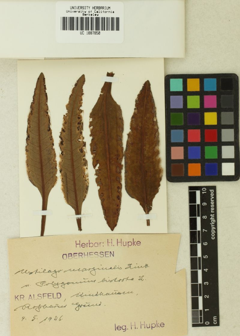 Microbotryum marginale image
