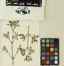 Microbotryum violaceum image
