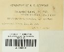 Uromyces polygoni-avicularis image