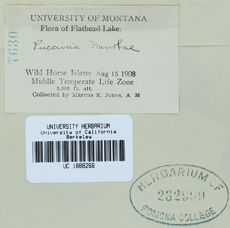 Puccinia menthae image