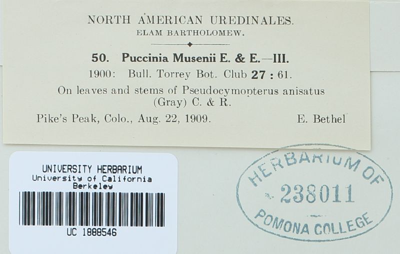 Puccinia musenii image