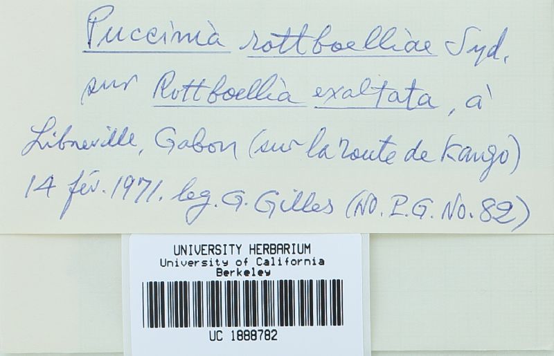 Puccinia rottboelliae image