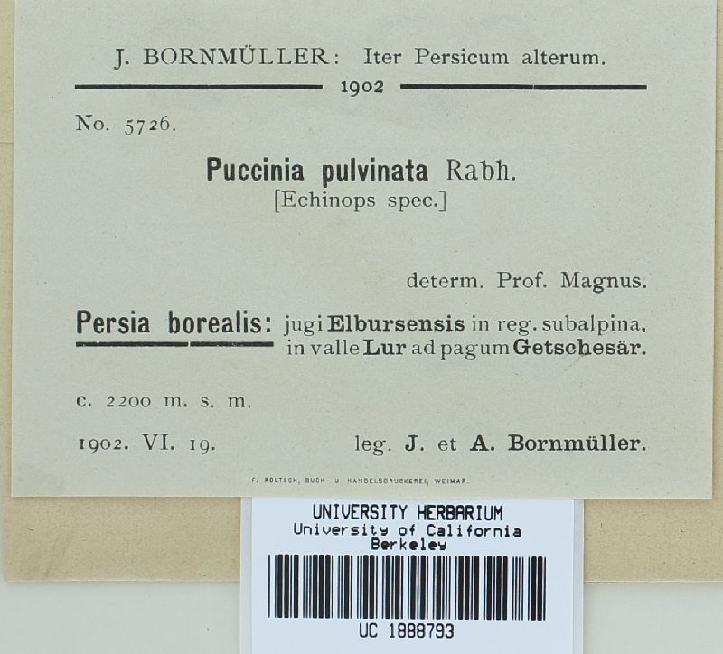 Puccinia pulvinata image