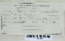 Puccinia recondita image