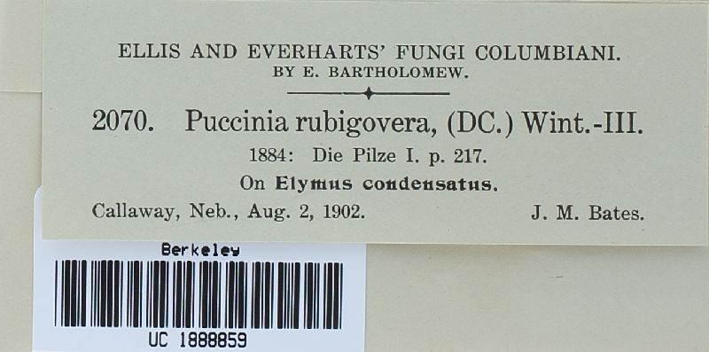 Puccinia recondita image