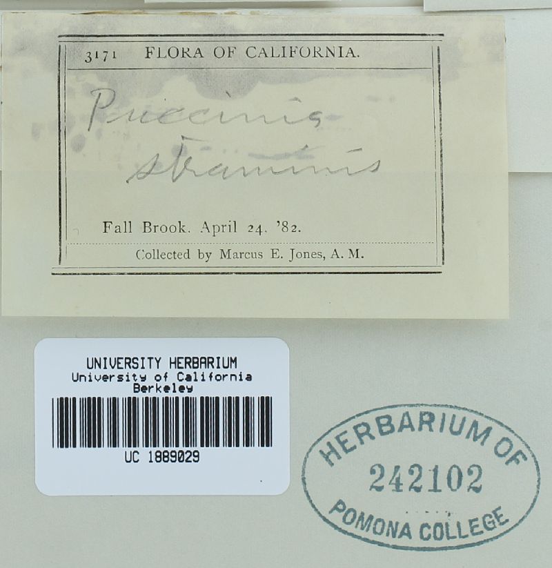 Puccinia straminis image